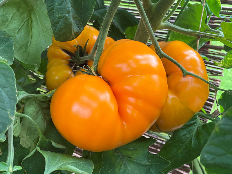 Dyrk tomater – får du held med dine tomatplanter hjemme | Willab Garden