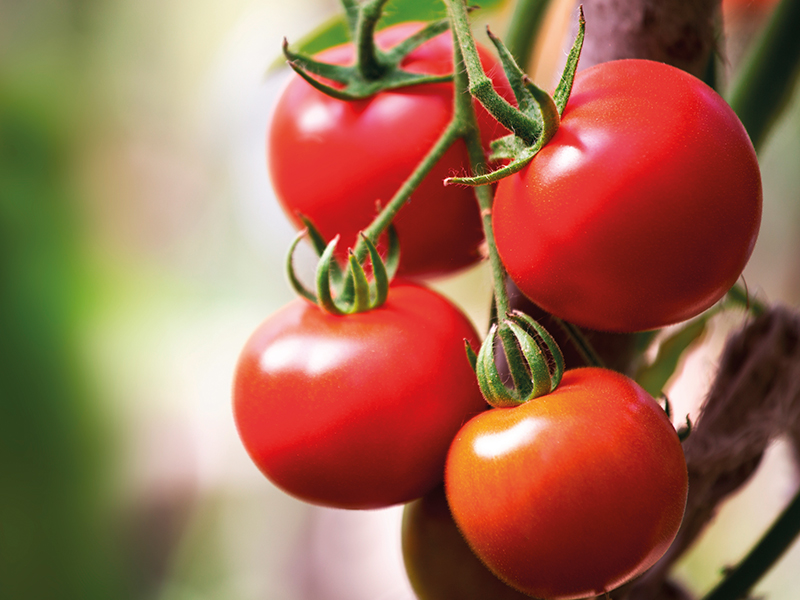 Dyrk tomater Sådan får du held med dine tomatplanter Willab Garden
