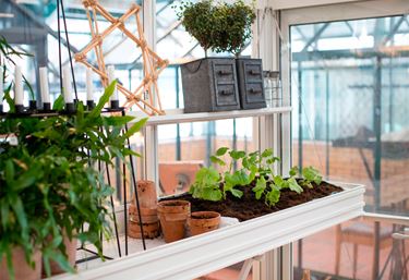 Miljøbillede af såbedet, taget inde fra et drivhus.