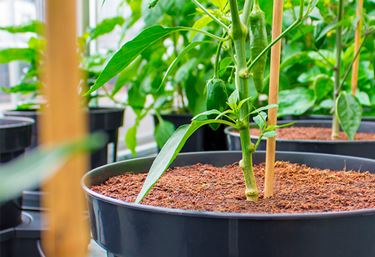 PLANTiT Kokosfiber - Gødning og plantenæring