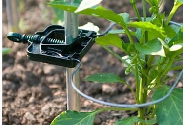 Rank-o-flex för tomatplantor - Plantestøtte og opbinding