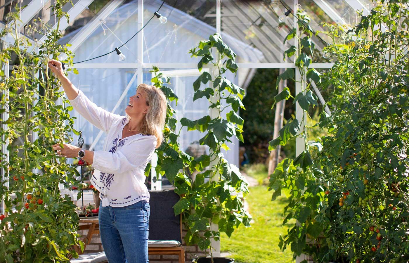 Vaxthus Modell Ljusslinga Odla Tomater Sommar