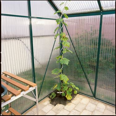 Tomatspiral - Plantestøtte og opbinding
