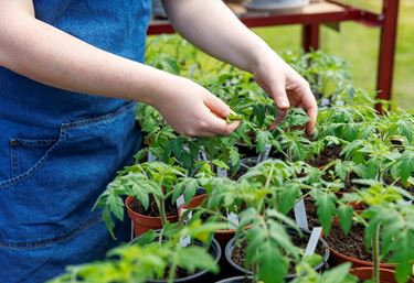 Tomatplanter