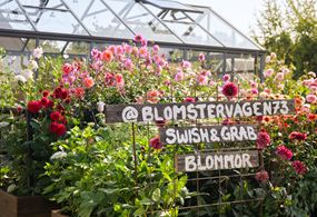 Paradiset for afskårne blomster
