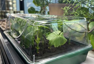 ROOT!T Minidrivhus komplet - Minidrivhus