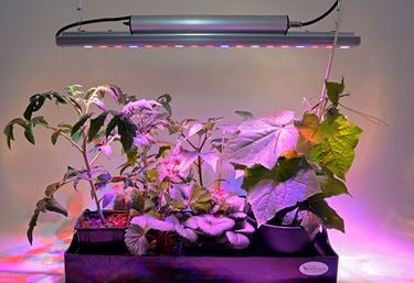 Miljøbillede på plantelampe